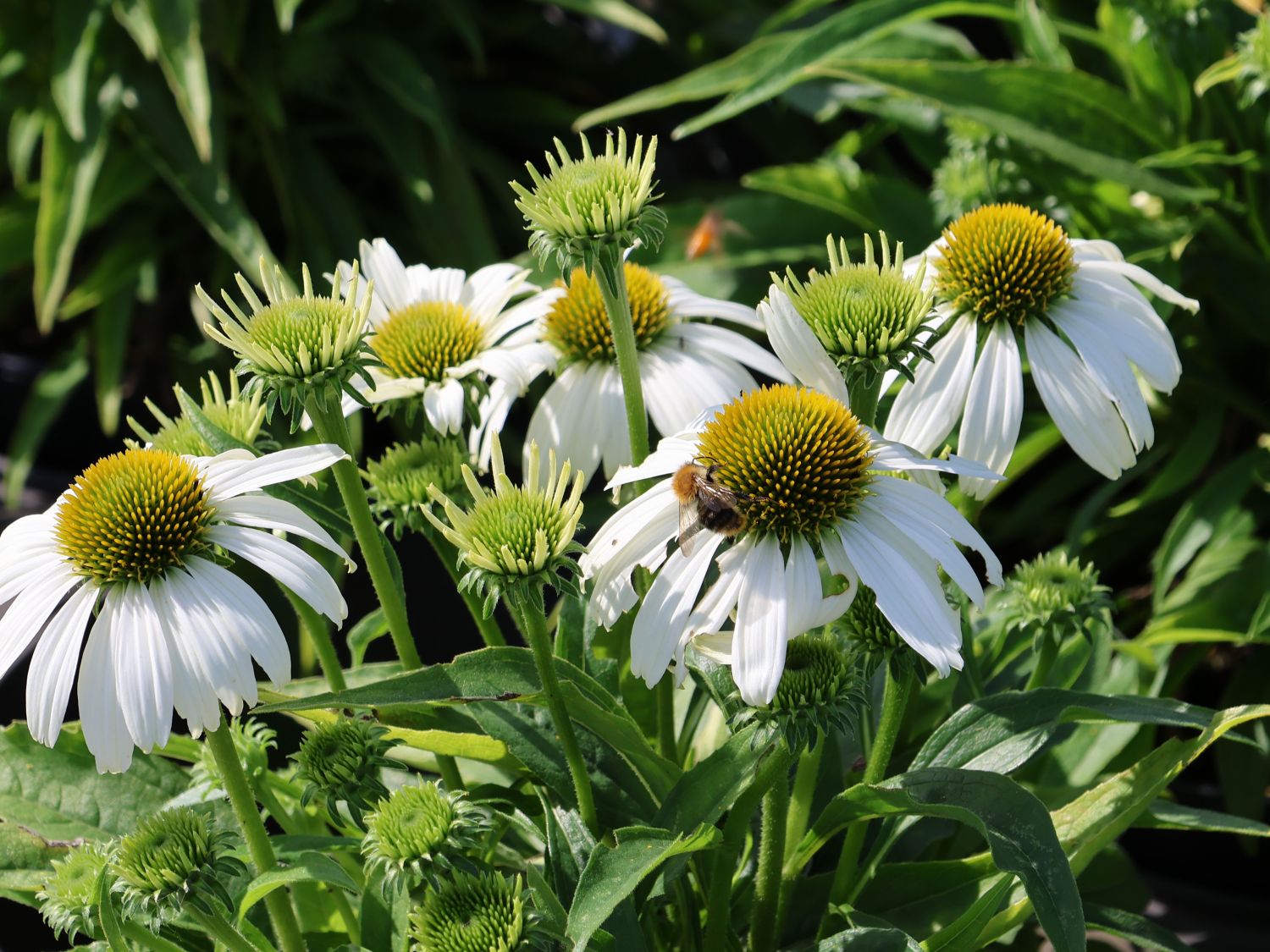 Scheinsonnenhut 'SunMagic Vintage White' ® - Echinacea purpurea 'SunMagic Vintage White' ®