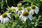 Scheinsonnenhut 'SunMagic Vintage White' ® - Echinacea purpurea 'SunMagic Vintage White' ®