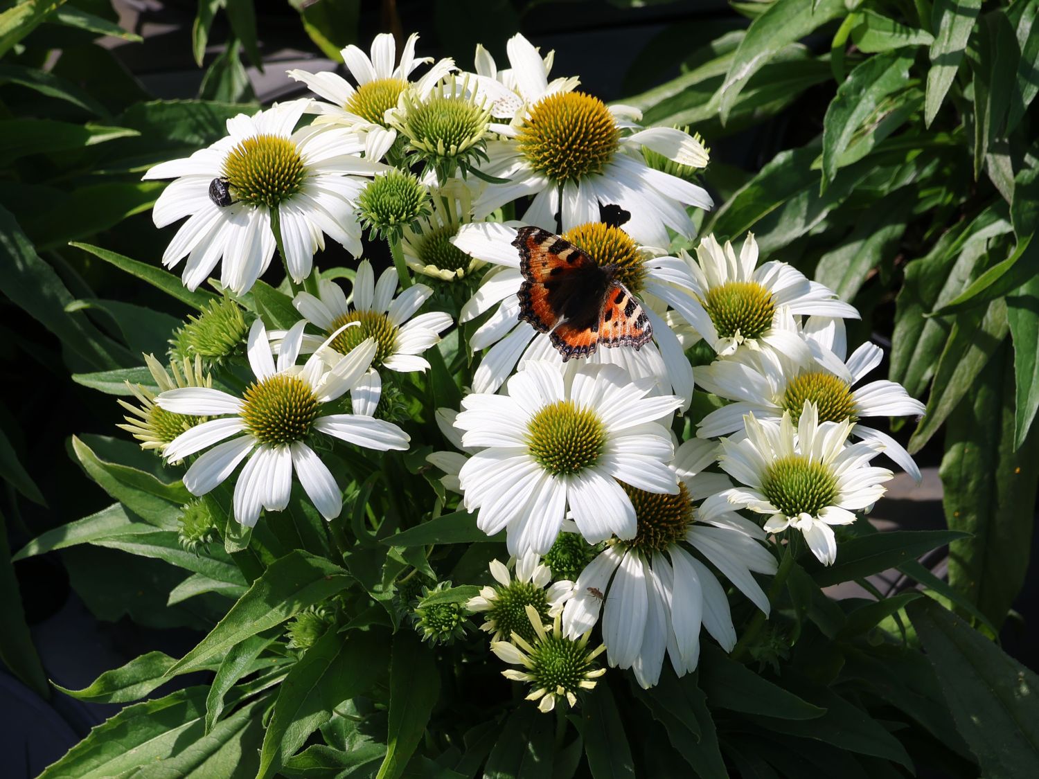 Scheinsonnenhut 'SunMagic Vintage White' ® - Echinacea purpurea 'SunMagic Vintage White' ®