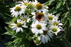 Scheinsonnenhut 'SunMagic Vintage White' ® - Echinacea purpurea 'SunMagic Vintage White' ®