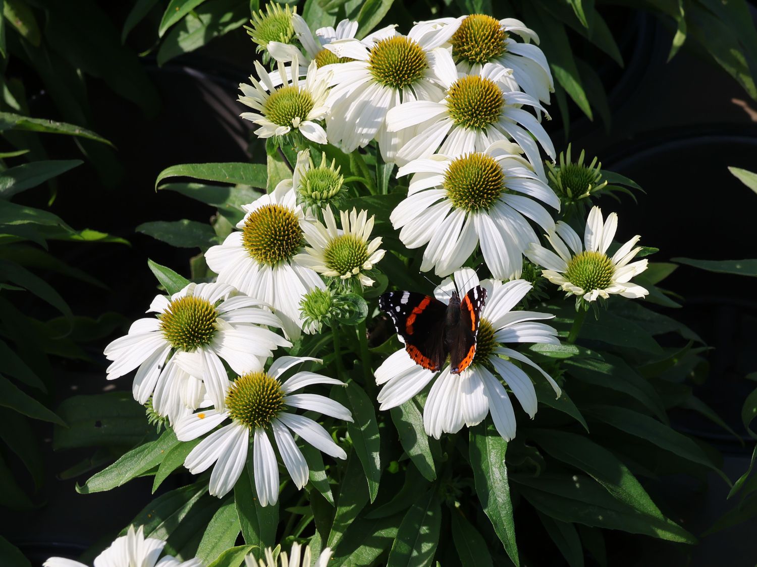 Scheinsonnenhut 'SunMagic Vintage White' ® - Echinacea purpurea 'SunMagic Vintage White' ®