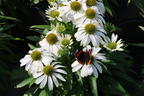 Scheinsonnenhut 'SunMagic Vintage White' ® - Echinacea purpurea 'SunMagic Vintage White' ®