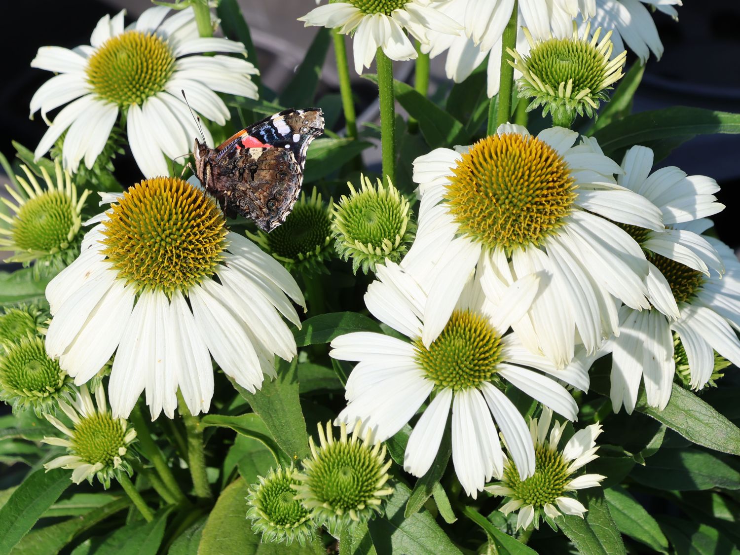 Scheinsonnenhut 'SunMagic Vintage White' ® - Echinacea purpurea 'SunMagic Vintage White' ®