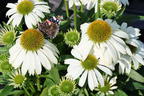 Scheinsonnenhut 'SunMagic Vintage White' ® - Echinacea purpurea 'SunMagic Vintage White' ®