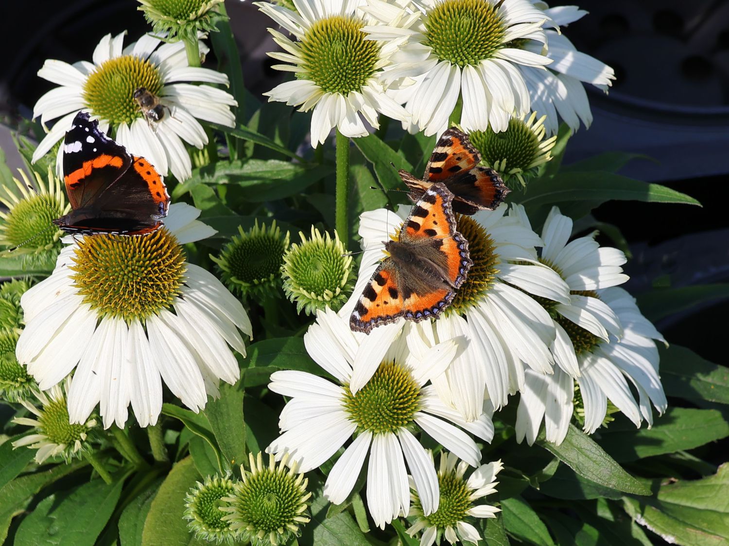 Scheinsonnenhut 'SunMagic Vintage White' ® - Echinacea purpurea 'SunMagic Vintage White' ®