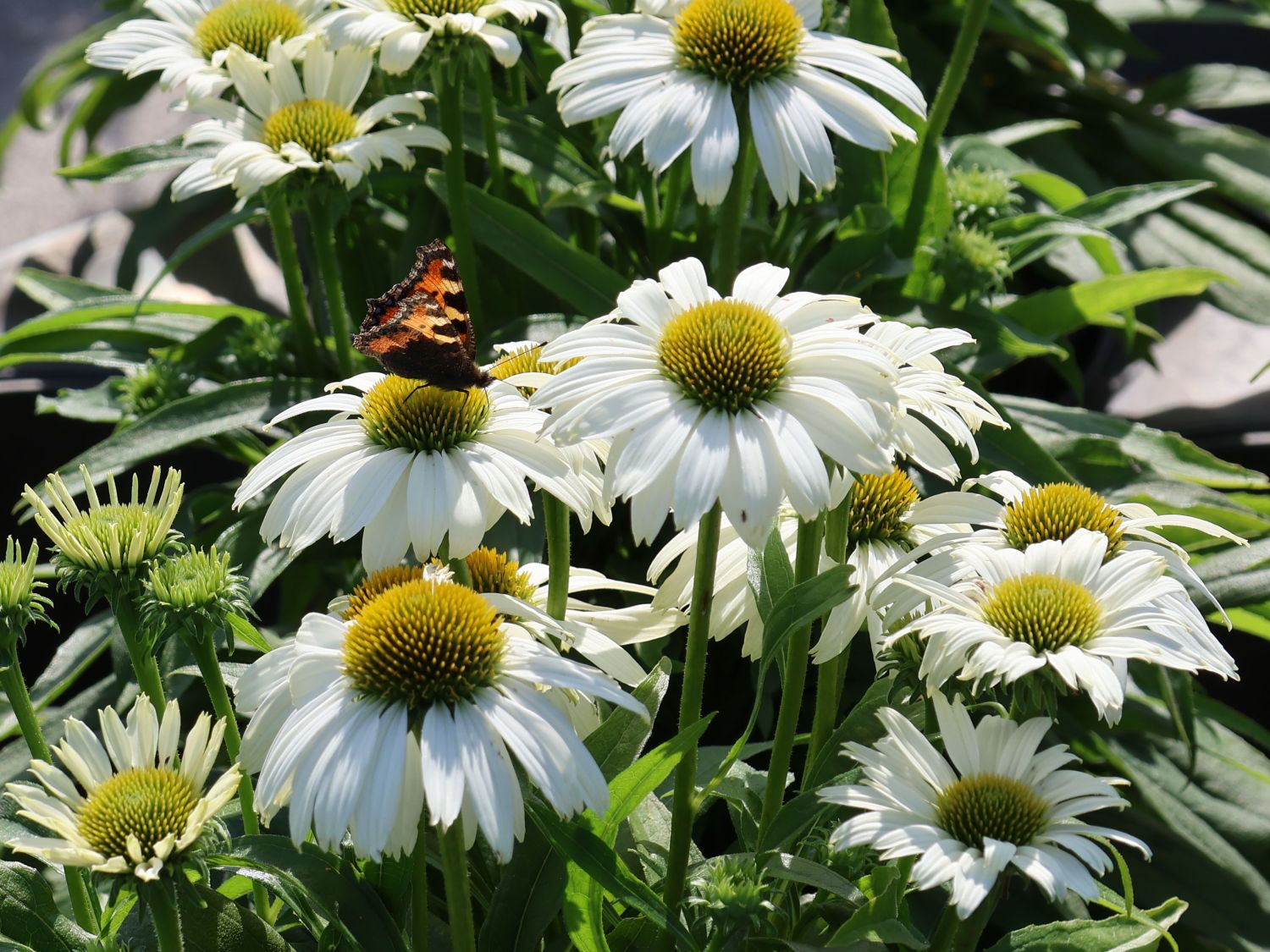 Scheinsonnenhut 'SunMagic Vintage White' ® - Echinacea purpurea 'SunMagic Vintage White' ®