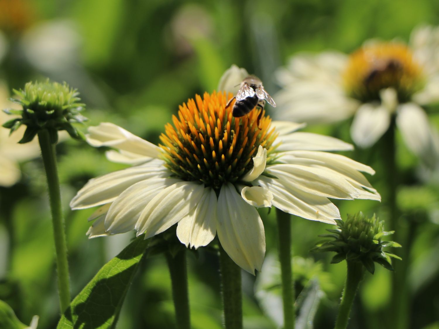 Scheinsonnenhut 'Sunrise' ®
