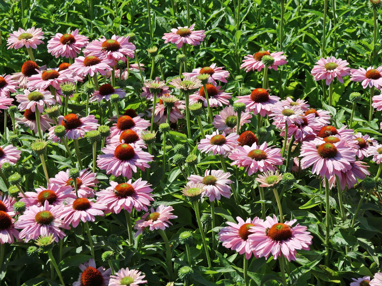 Scheinsonnenhut SunSeekers 'Blush'