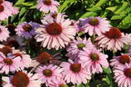 Scheinsonnenhut SunSeekers 'Blush' - Echinacea purpurea SunSeekers 'Blush'