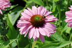 Scheinsonnenhut SunSeekers 'Blush' - Echinacea purpurea SunSeekers 'Blush'