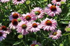 Scheinsonnenhut SunSeekers 'Blush' - Echinacea purpurea SunSeekers 'Blush'