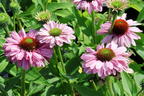 Scheinsonnenhut SunSeekers 'Blush' - Echinacea purpurea SunSeekers 'Blush'