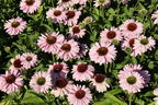 Scheinsonnenhut SunSeekers 'Blush' - Echinacea purpurea SunSeekers 'Blush'