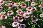 Scheinsonnenhut SunSeekers 'Blush' - Echinacea purpurea SunSeekers 'Blush'