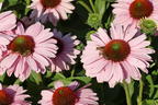 Scheinsonnenhut SunSeekers 'Blush' - Echinacea purpurea SunSeekers 'Blush'