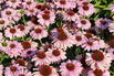Scheinsonnenhut SunSeekers 'Blush' - Echinacea purpurea SunSeekers 'Blush'