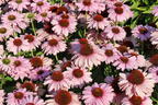 Scheinsonnenhut SunSeekers 'Blush' - Echinacea purpurea SunSeekers 'Blush'