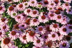 Scheinsonnenhut SunSeekers 'Blush' - Echinacea purpurea SunSeekers 'Blush'