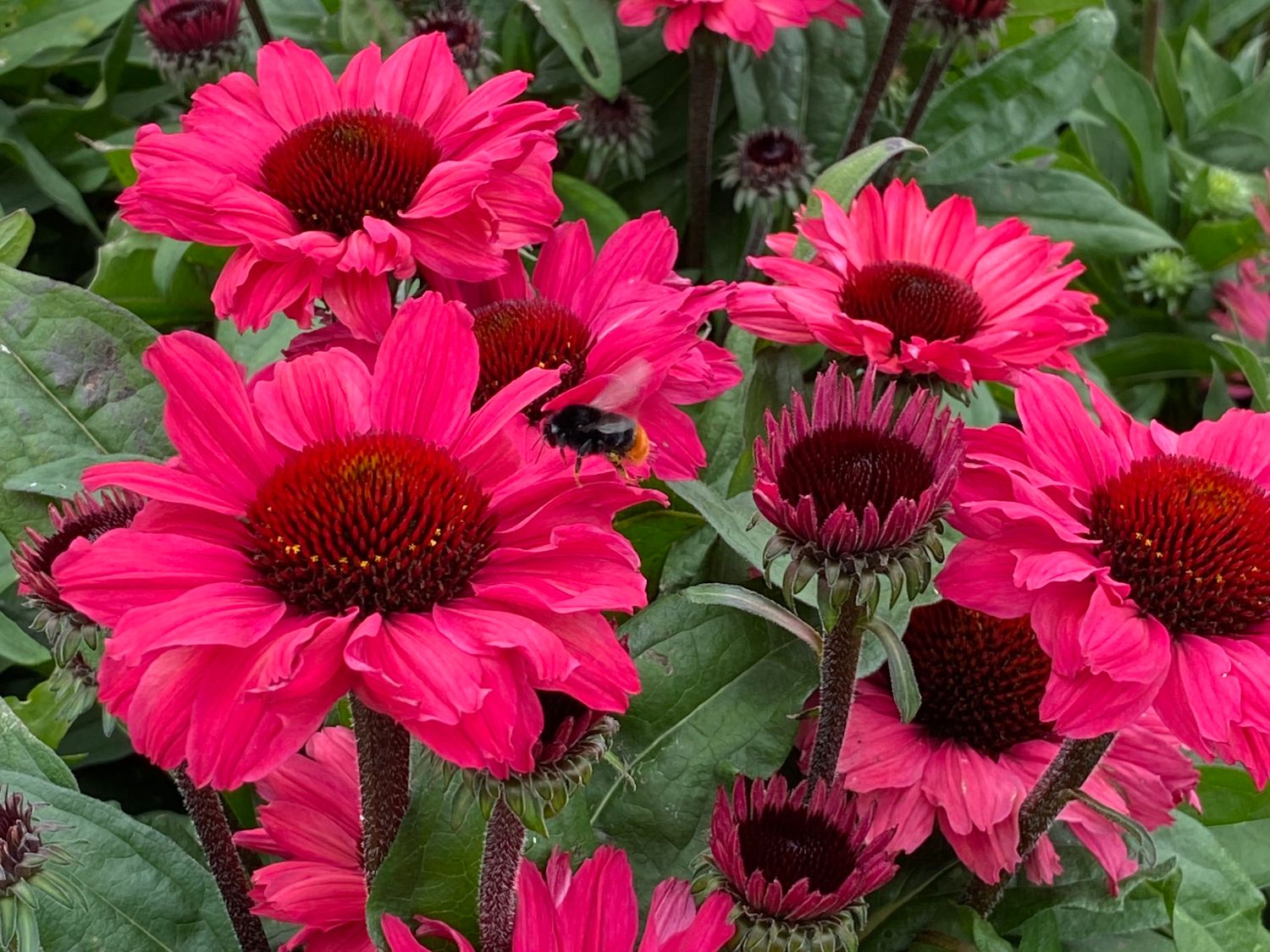 Scheinsonnenhut SunSeekers 'Carmine'