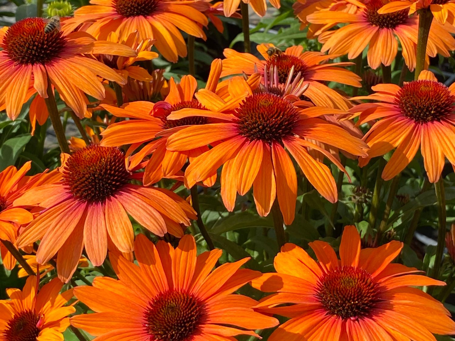 Scheinsonnenhut SunSeekers 'Clementine'