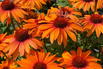 Scheinsonnenhut SunSeekers 'Clementine' - Echinacea purpurea SunSeekers 'Clementine'