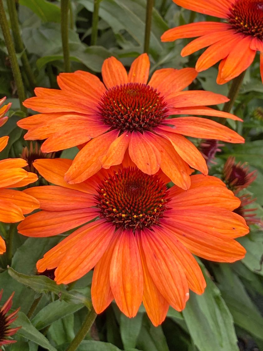 Scheinsonnenhut SunSeekers 'Clementine' - Echinacea purpurea SunSeekers 'Clementine'