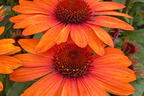 Scheinsonnenhut SunSeekers 'Clementine' - Echinacea purpurea SunSeekers 'Clementine'
