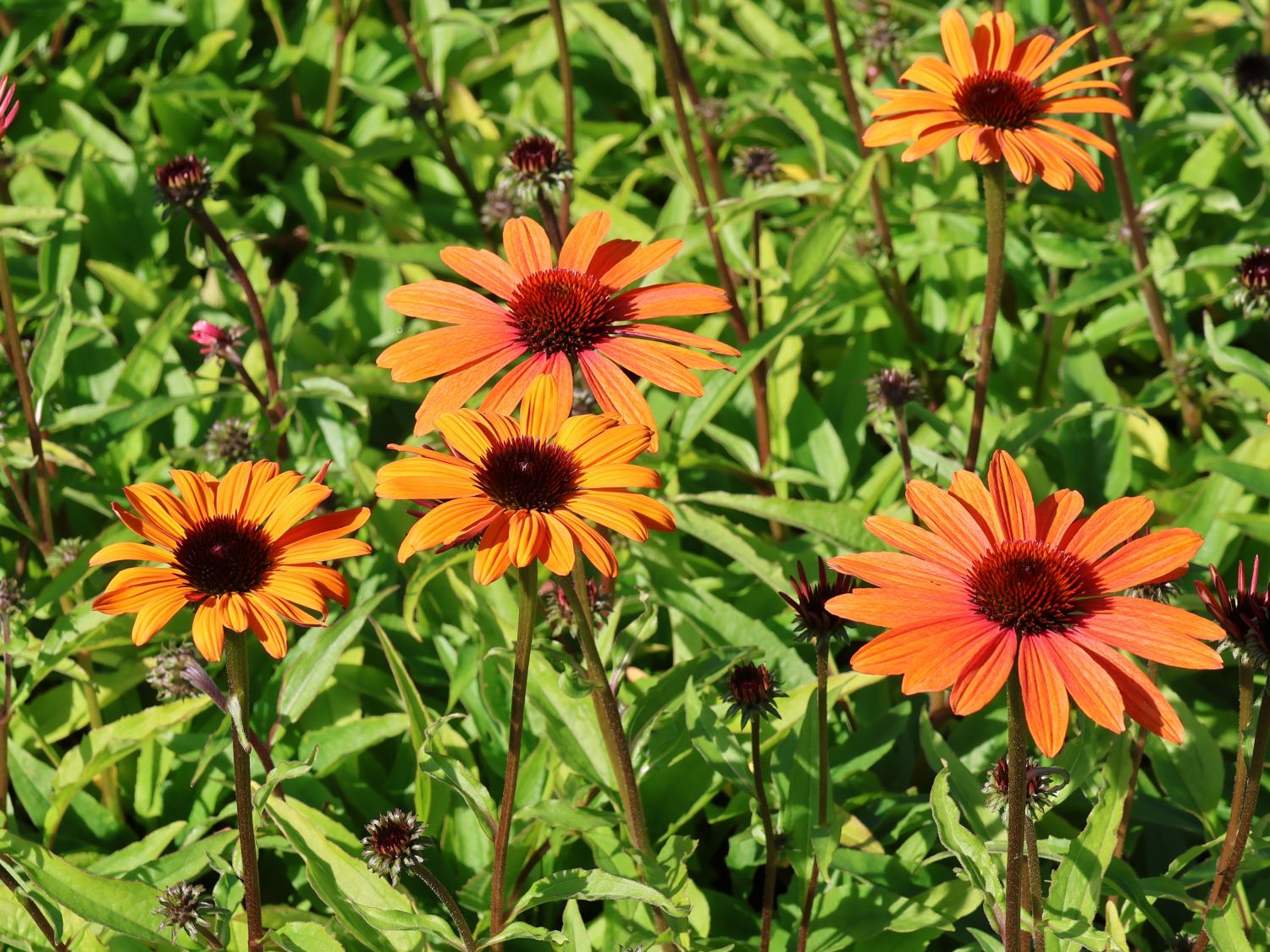 Scheinsonnenhut SunSeekers 'Clementine' - Echinacea purpurea SunSeekers 'Clementine'