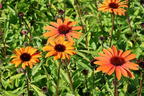 Scheinsonnenhut SunSeekers 'Clementine' - Echinacea purpurea SunSeekers 'Clementine'