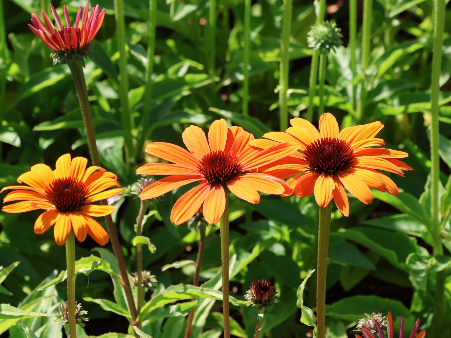Scheinsonnenhut SunSeekers 'Clementine' - Echinacea purpurea SunSeekers 'Clementine'