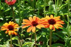 Scheinsonnenhut SunSeekers 'Clementine' - Echinacea purpurea SunSeekers 'Clementine'