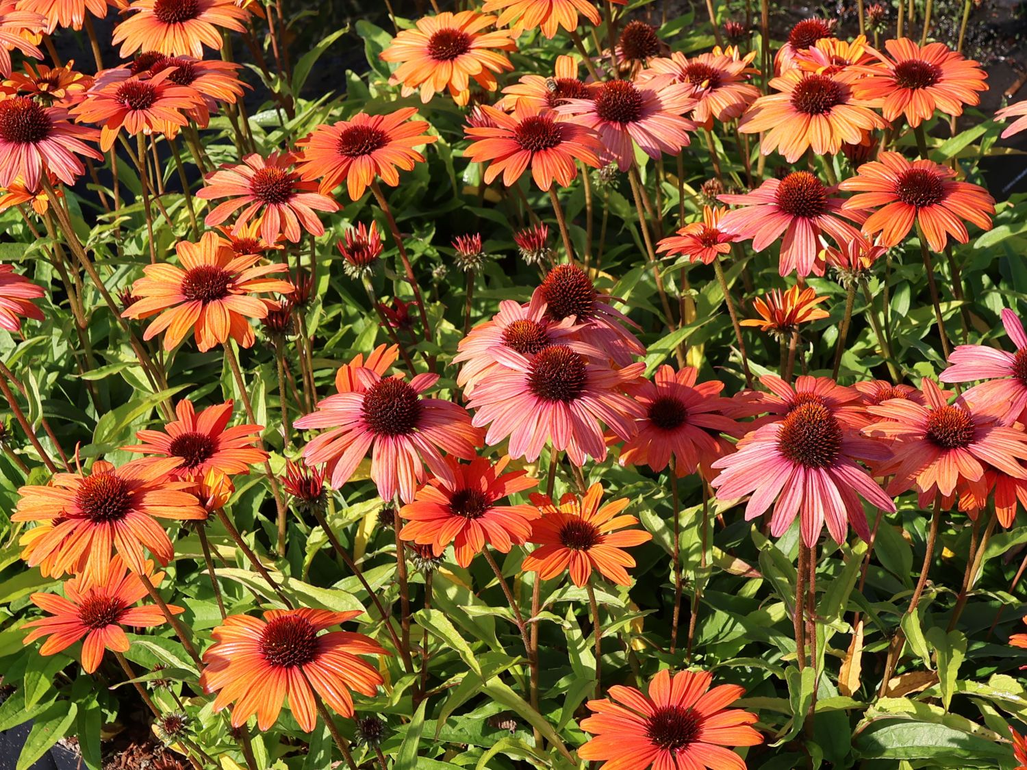 Scheinsonnenhut SunSeekers 'Clementine' - Echinacea purpurea SunSeekers 'Clementine'