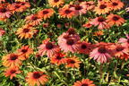 Scheinsonnenhut SunSeekers 'Clementine' - Echinacea purpurea SunSeekers 'Clementine'