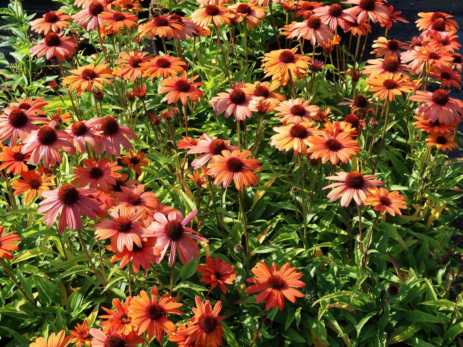 Scheinsonnenhut SunSeekers 'Clementine' - Echinacea purpurea SunSeekers 'Clementine'