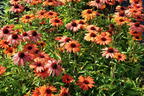 Scheinsonnenhut SunSeekers 'Clementine' - Echinacea purpurea SunSeekers 'Clementine'