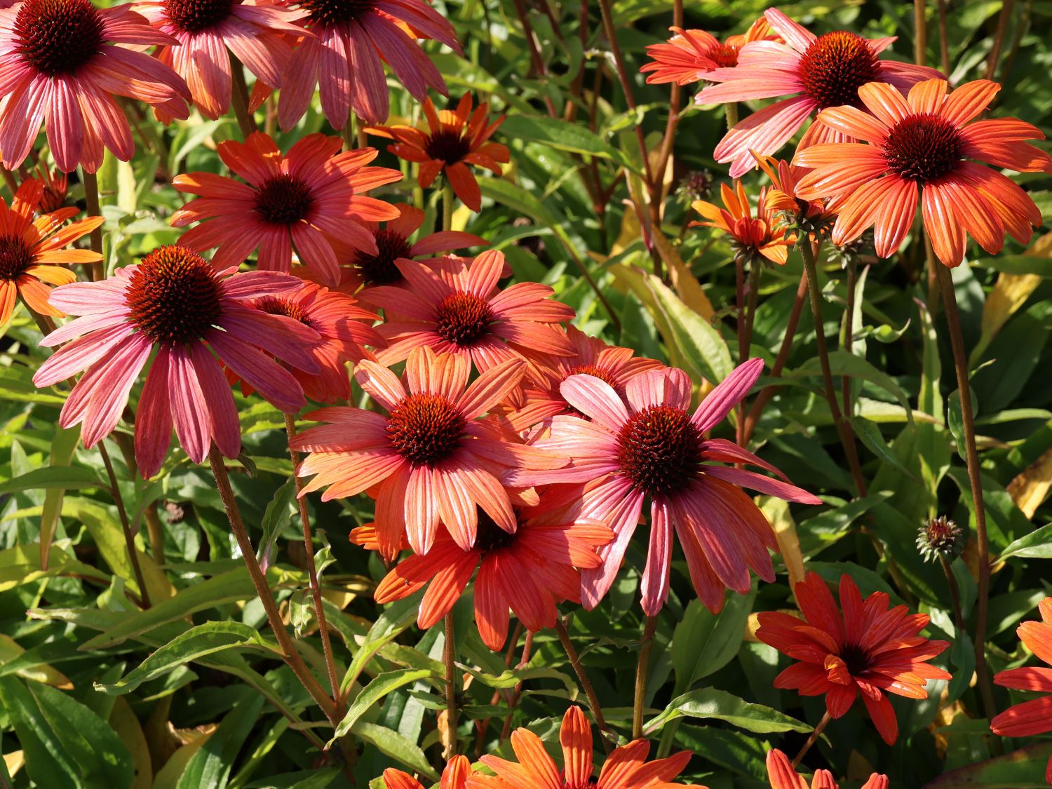 Scheinsonnenhut SunSeekers 'Clementine' - Echinacea purpurea SunSeekers 'Clementine'