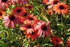 Scheinsonnenhut SunSeekers 'Clementine' - Echinacea purpurea SunSeekers 'Clementine'