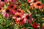 Scheinsonnenhut SunSeekers 'Clementine' - Echinacea purpurea SunSeekers 'Clementine'