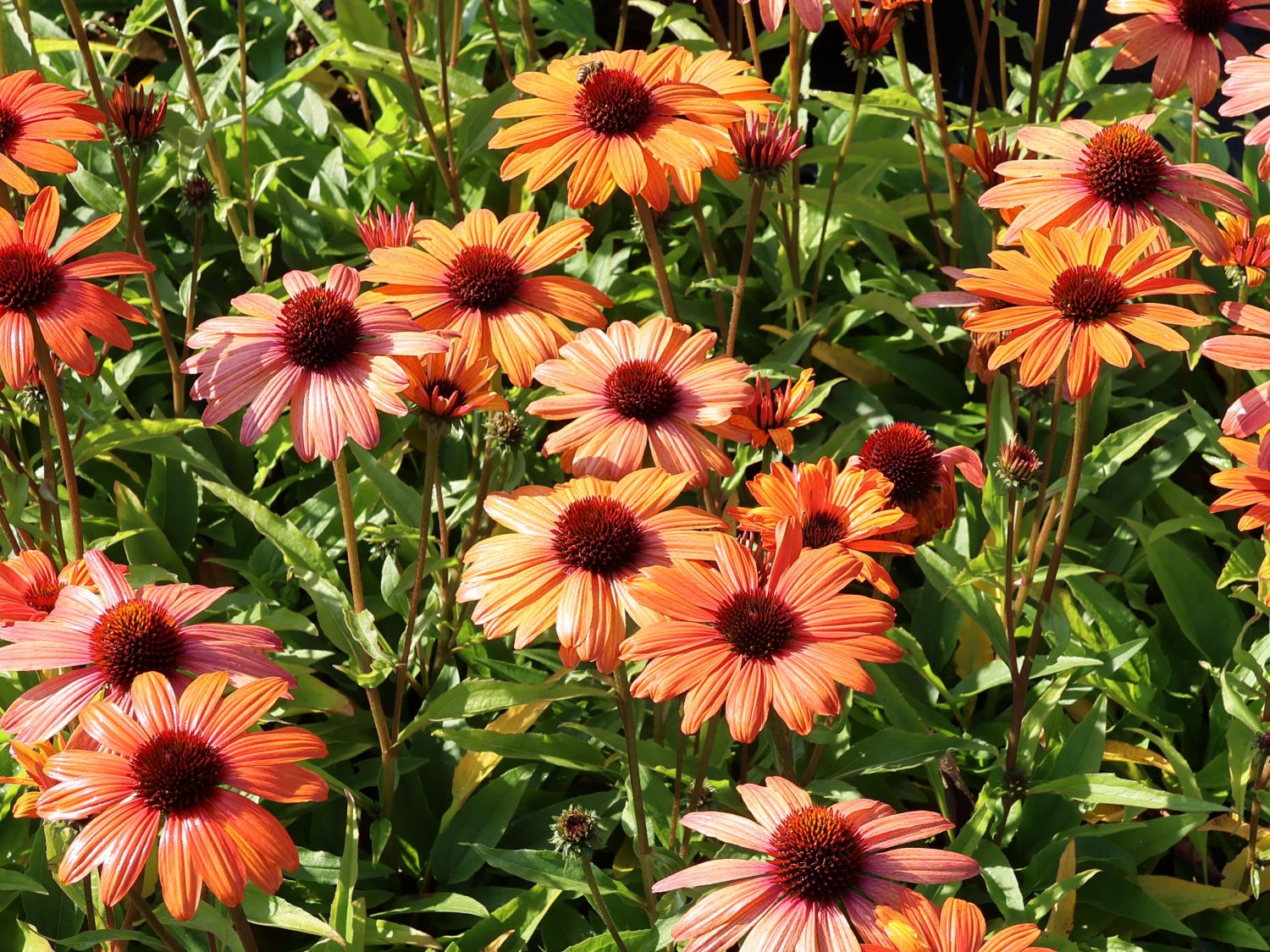 Scheinsonnenhut SunSeekers 'Clementine' - Echinacea purpurea SunSeekers 'Clementine'