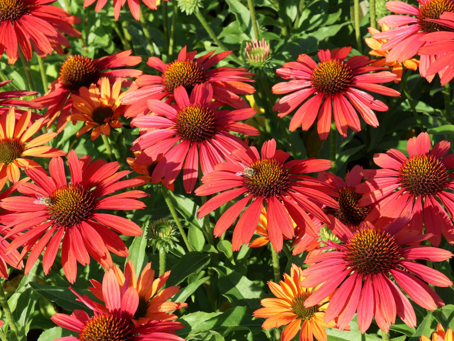 Scheinsonnenhut SunSeekers 'Coral'