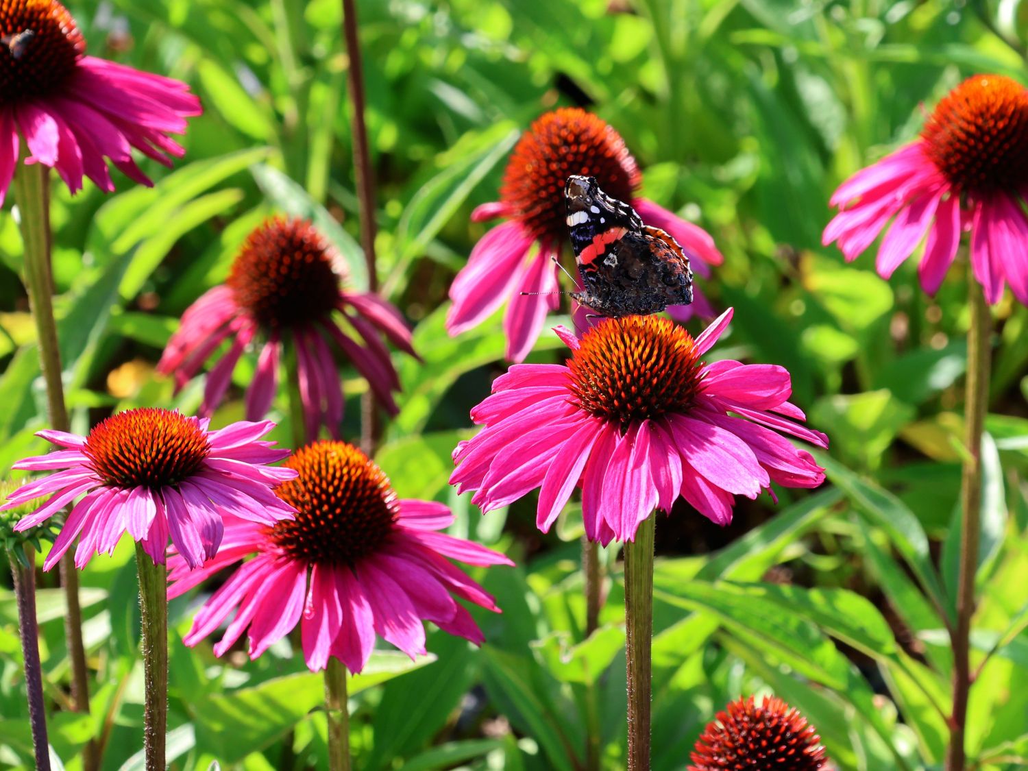 Scheinsonnenhut SunSeekers 'Hot Pink'