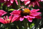Scheinsonnenhut SunSeekers 'Magenta' ® - Echinacea purpurea SunSeekers 'Magenta' ®