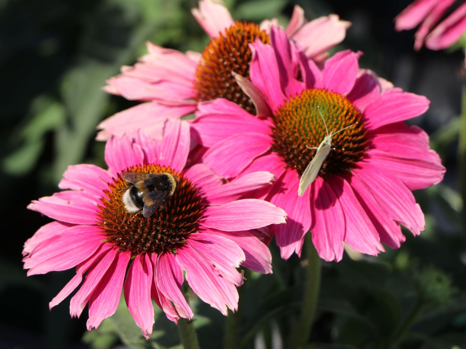 Scheinsonnenhut SunSeekers 'Magenta' ® - Echinacea purpurea SunSeekers 'Magenta' ®