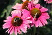 Scheinsonnenhut SunSeekers 'Magenta' ® - Echinacea purpurea SunSeekers 'Magenta' ®