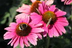 Scheinsonnenhut SunSeekers 'Magenta' ® - Echinacea purpurea SunSeekers 'Magenta' ®