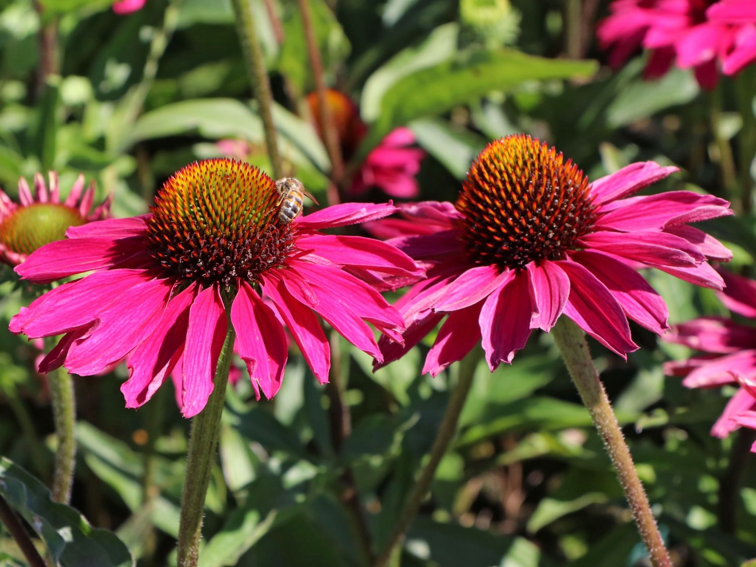 Scheinsonnenhut SunSeekers 'Magenta' ® - Echinacea purpurea SunSeekers 'Magenta' ®