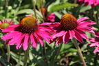 Scheinsonnenhut SunSeekers 'Magenta' ® - Echinacea purpurea SunSeekers 'Magenta' ®
