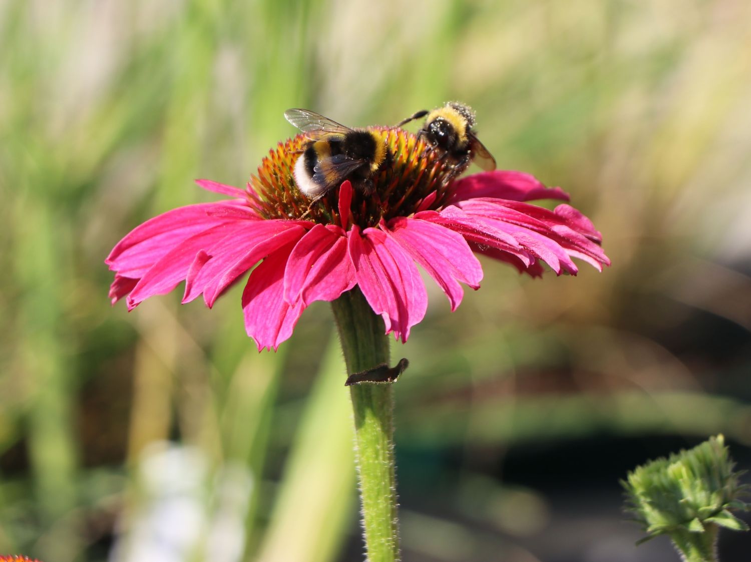 Scheinsonnenhut SunSeekers 'Magenta' ® - Echinacea purpurea SunSeekers 'Magenta' ®