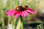 Scheinsonnenhut SunSeekers 'Magenta' ® - Echinacea purpurea SunSeekers 'Magenta' ®