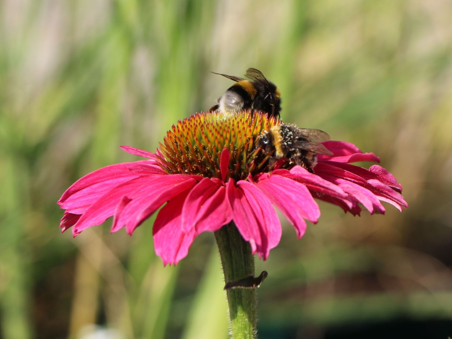 Scheinsonnenhut SunSeekers 'Magenta' ® - Echinacea purpurea SunSeekers 'Magenta' ®